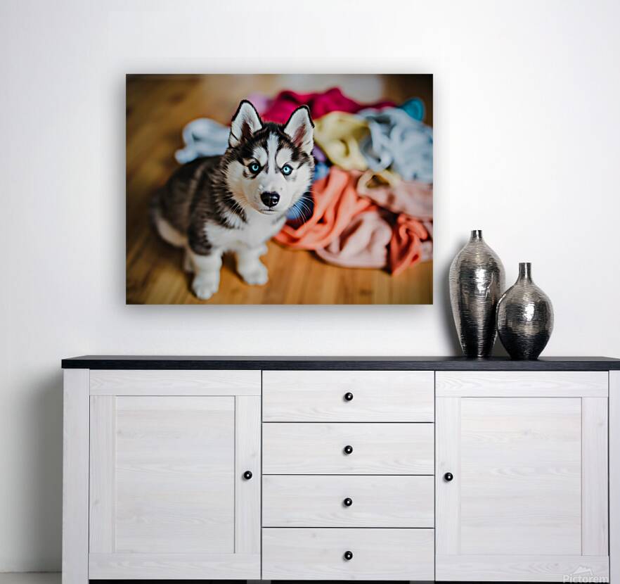 Husky Puppy Discovers Laundry Pile Reproduction
