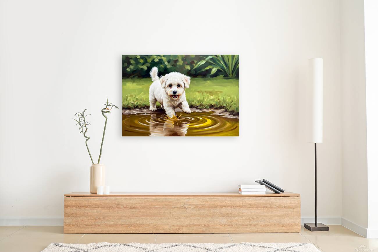 Bichon Frise Puppy Discovers Muddy Puddle Reproduction