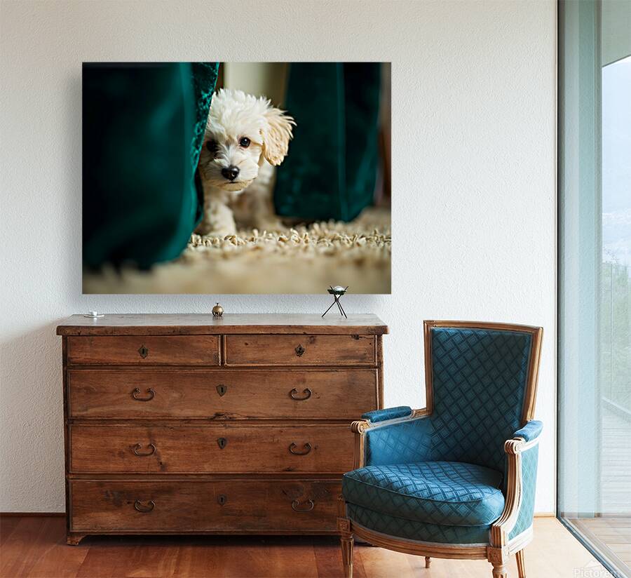 Happy Poodle Puppy Sitting By Blue Curtains Reproduction