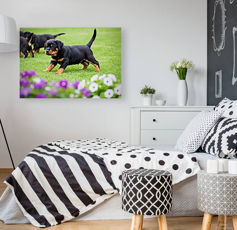 Rottweiler Puppy Starts The Chase In Sunny Yard Reproduction