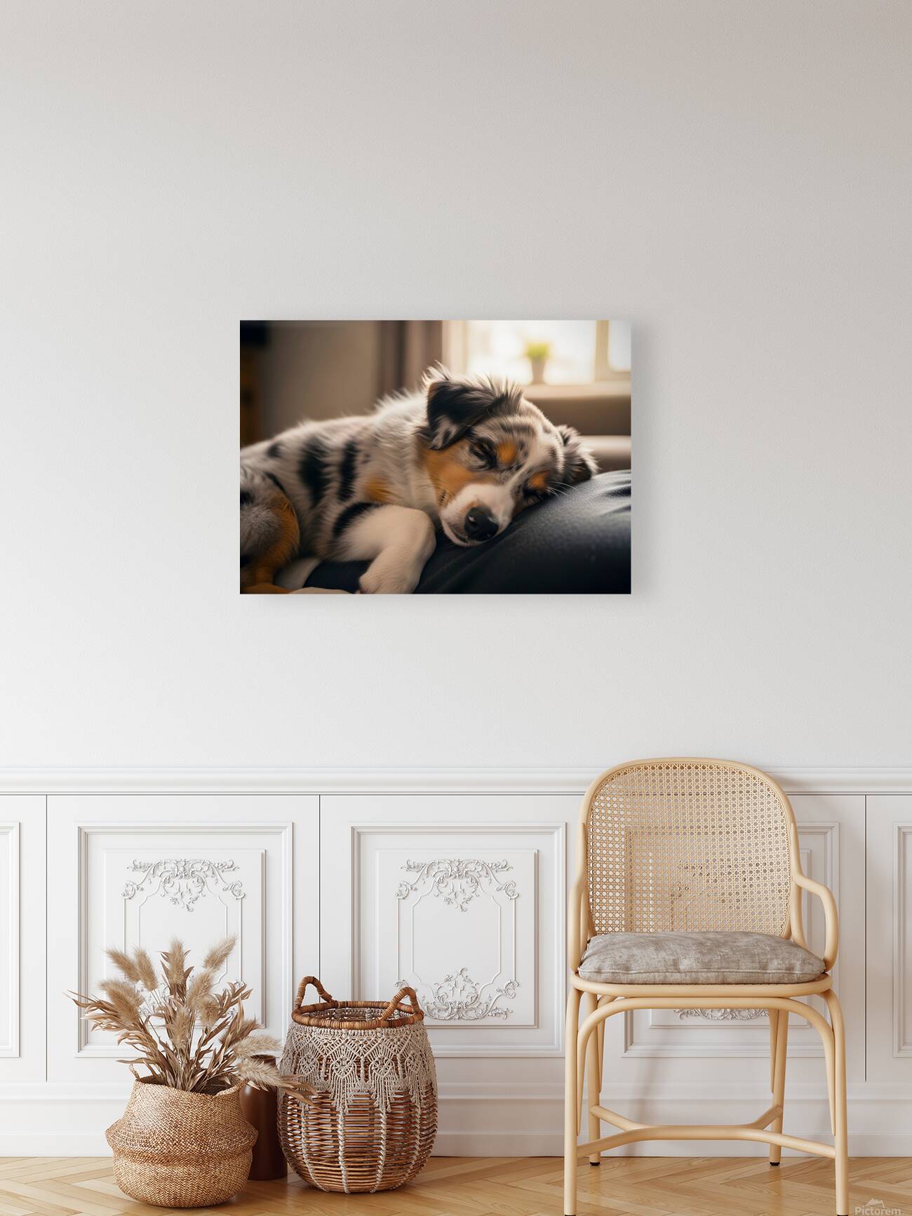 Australian Shepherd Puppys Perfect Nap Spot Reproduction