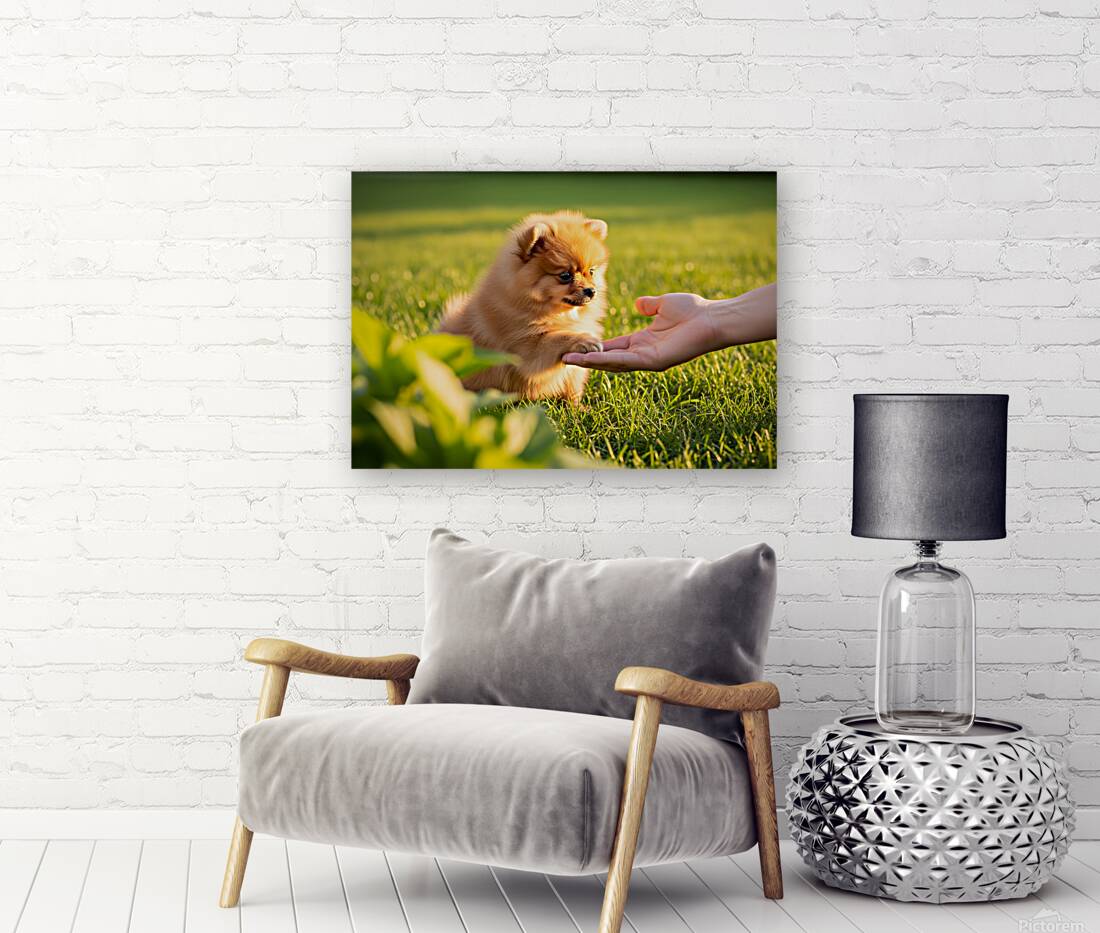 Happy Pomeranian Puppy After Learning Handshake Reproduction