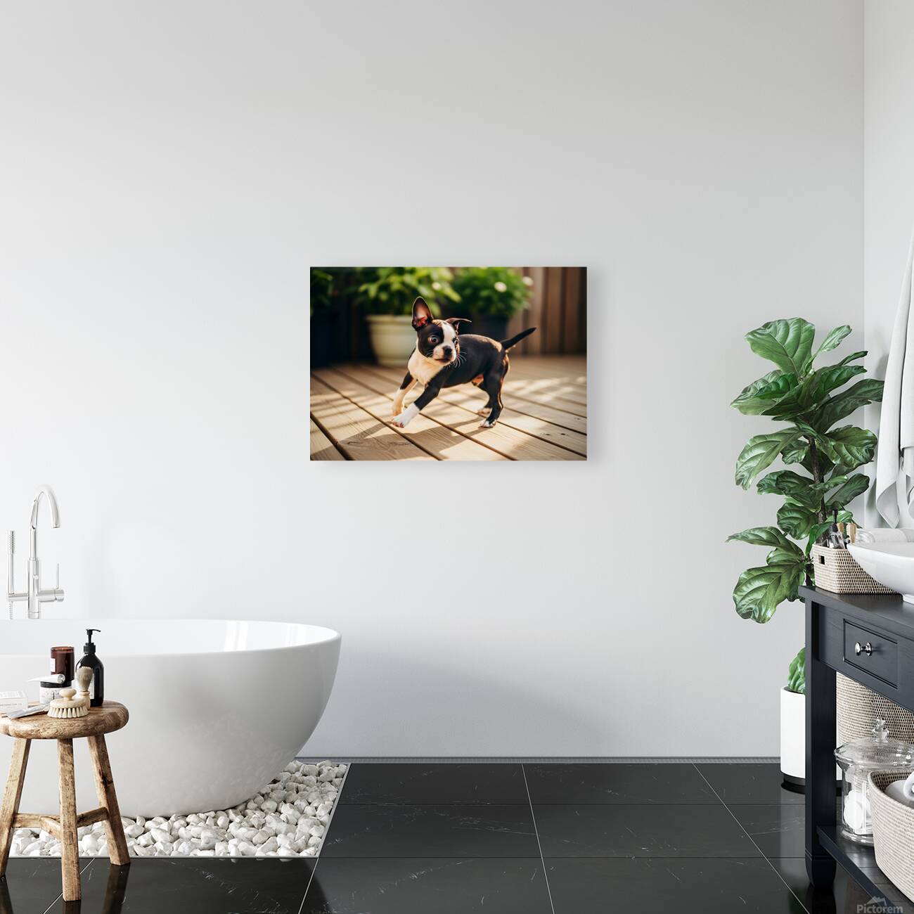 Boston Terrier Puppy Bouncing In Garden Reproduction