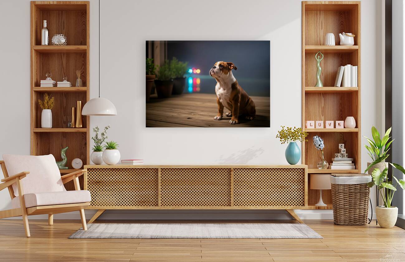 Bulldog Puppy Watches First Fireworks Display Reproduction