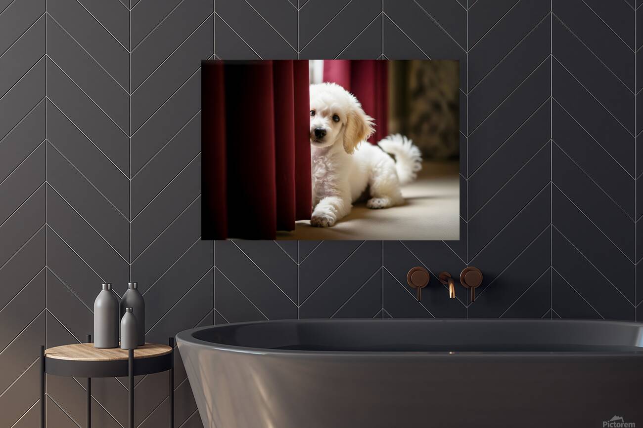 Poodle Puppy Plays Hide And Seek Behind Curtain Reproduction