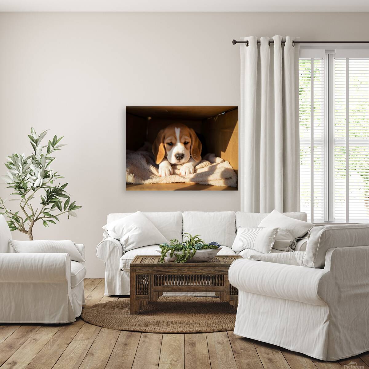 Beagle Puppy Listens From Hidden Box Fort Reproduction