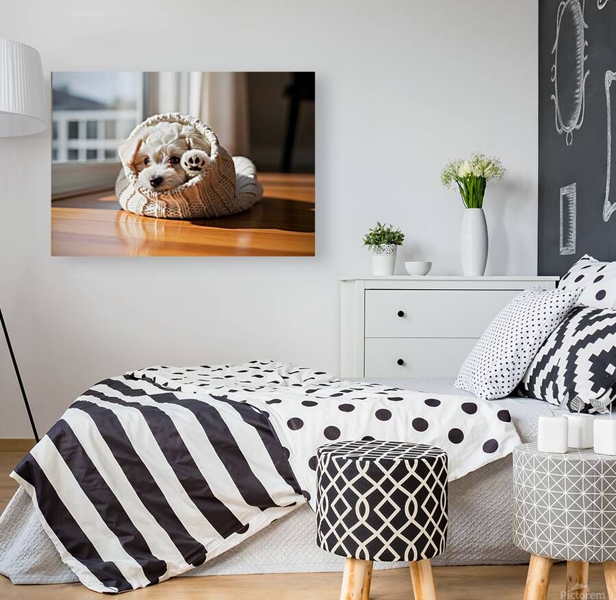 Bichon Frise Puppy Peeking From Sweater Sleeve Reproduction