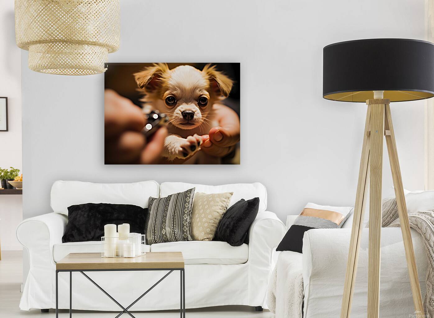 Chihuahua Puppy Waits For Nail Trimming Appointment Reproduction