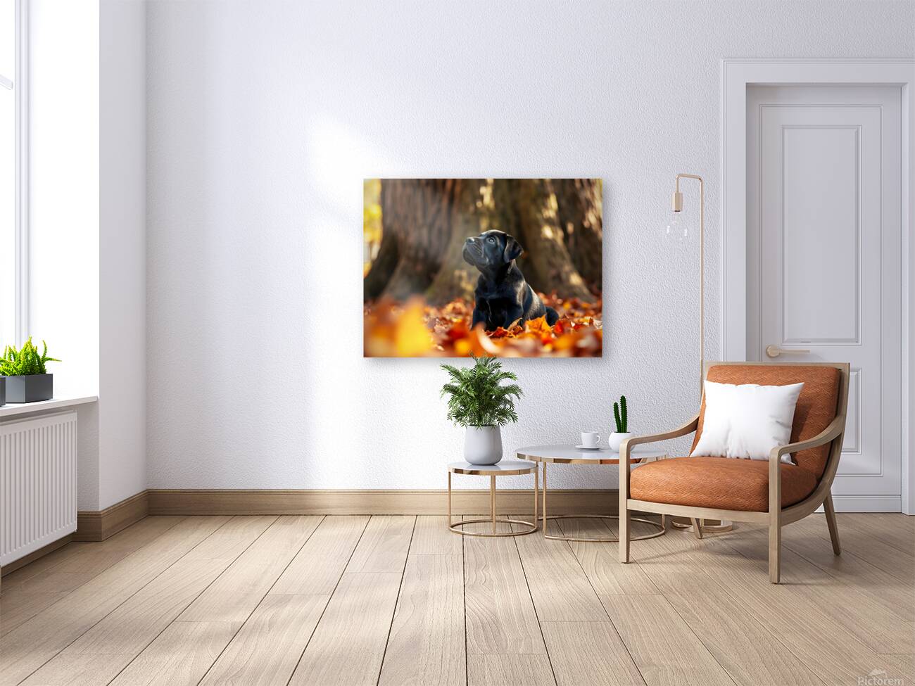 Playful Cane Corso Puppy Circles Around Tree Base Reproduction