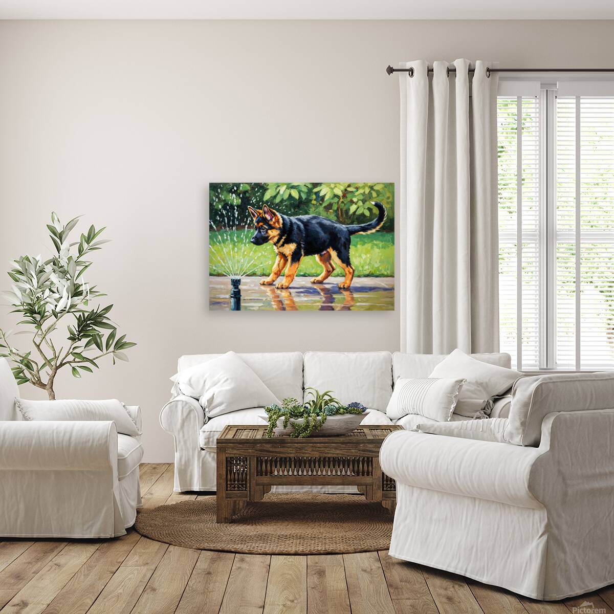 German Shepherd Puppy Discovers Backyard Sprinkler Reproduction