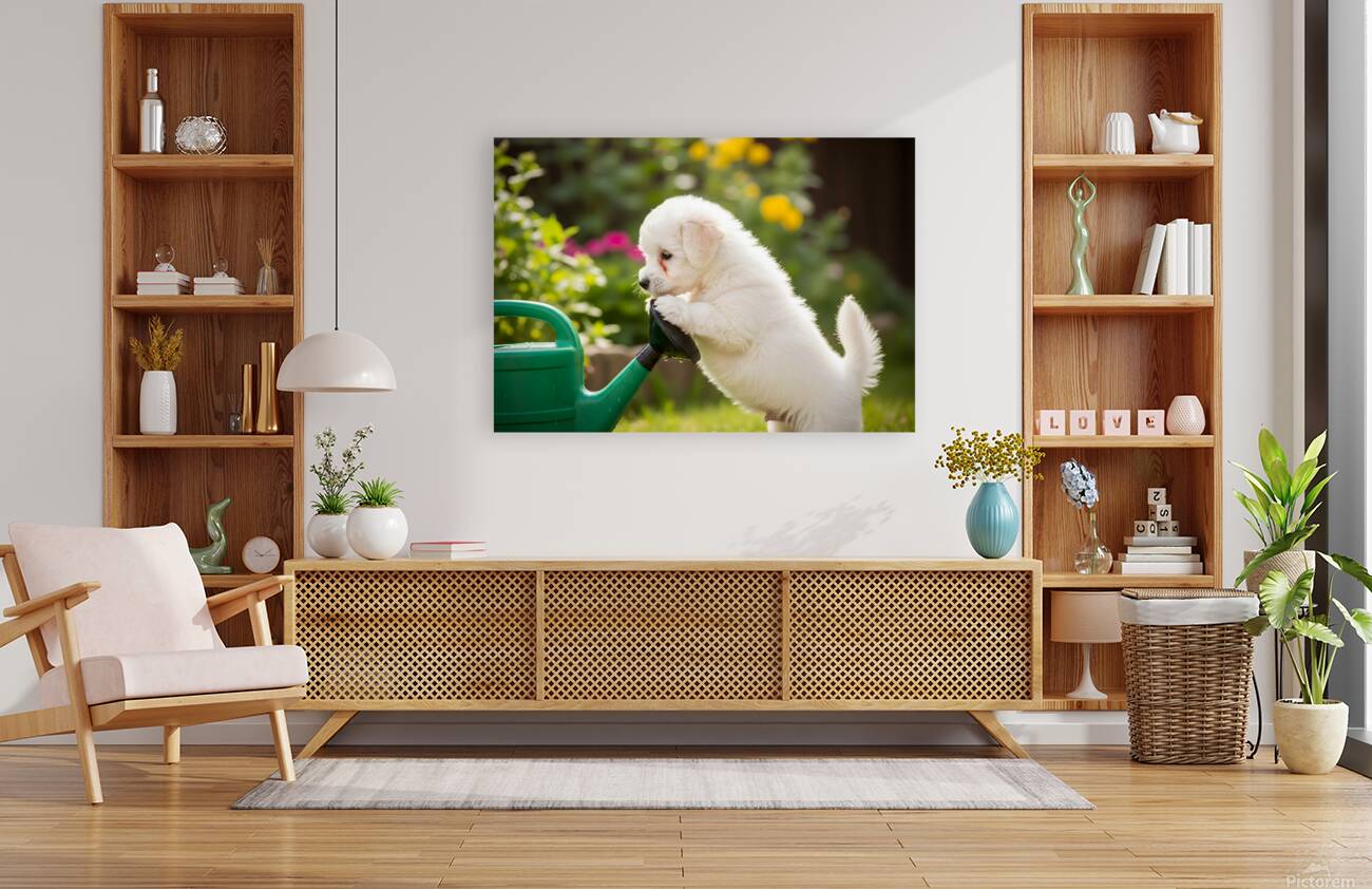 Curious Bichon Frise Puppy Discovers Garden Watering Can Reproduction