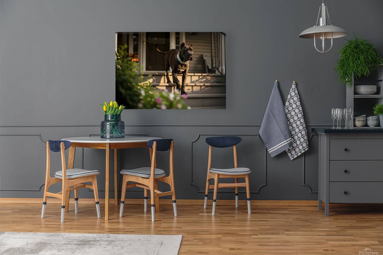 Cane Corso Puppy Gets Ready With Sparkly Collar Reproduction