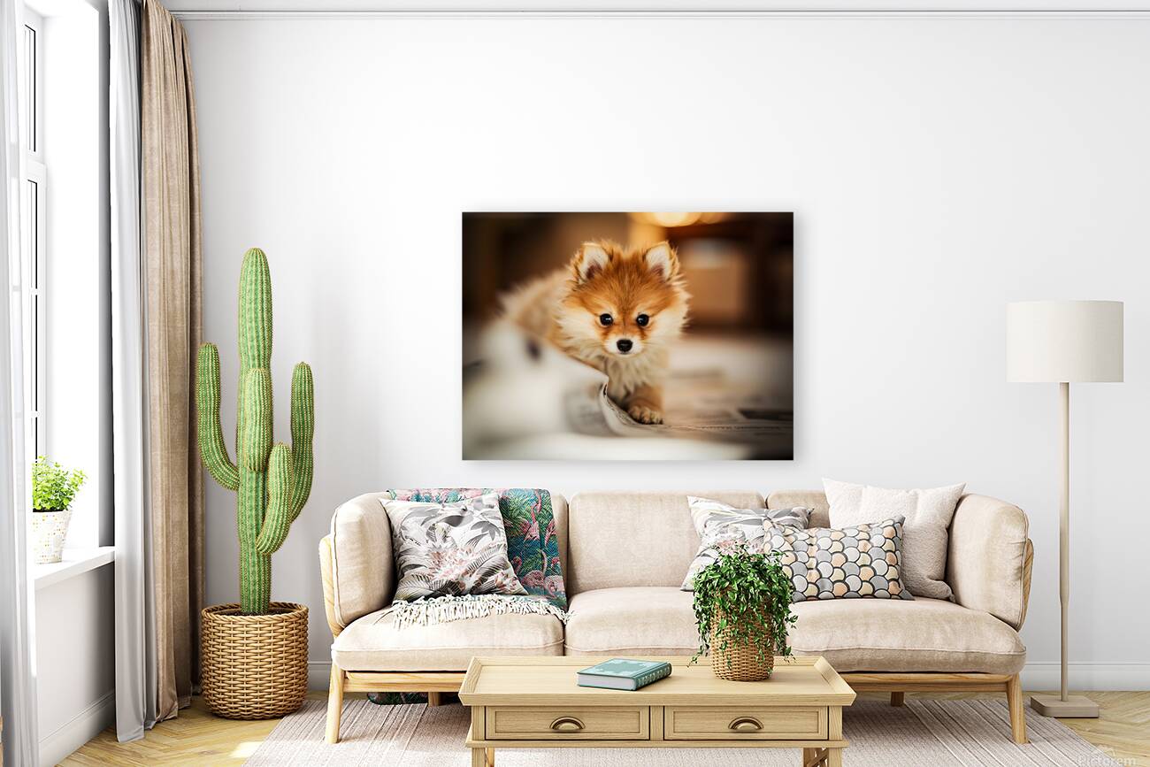 Pomeranian Puppys Cozy Morning Spot Reproduction