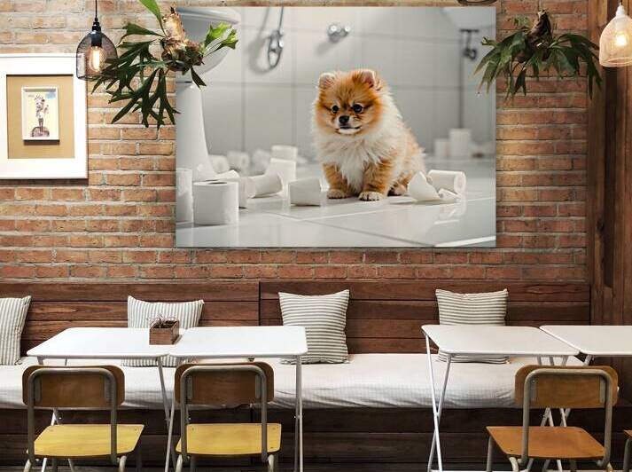 Pomeranian Puppy Discovers Toilet Paper Roll by Puppy Prints