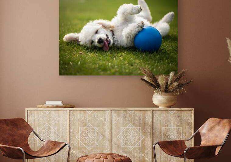 Tired Poodle Puppy Rests After Ball Play by Puppy Prints