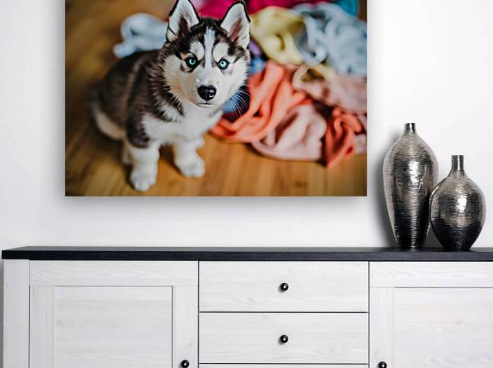 Husky Puppy Discovers Laundry Pile by Puppy Prints