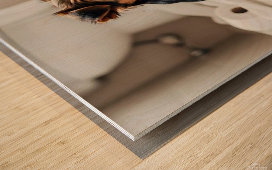 Brown Yorkshire Terrier Puppy With Unrolled Toilet Paper Trail Mess Wood print