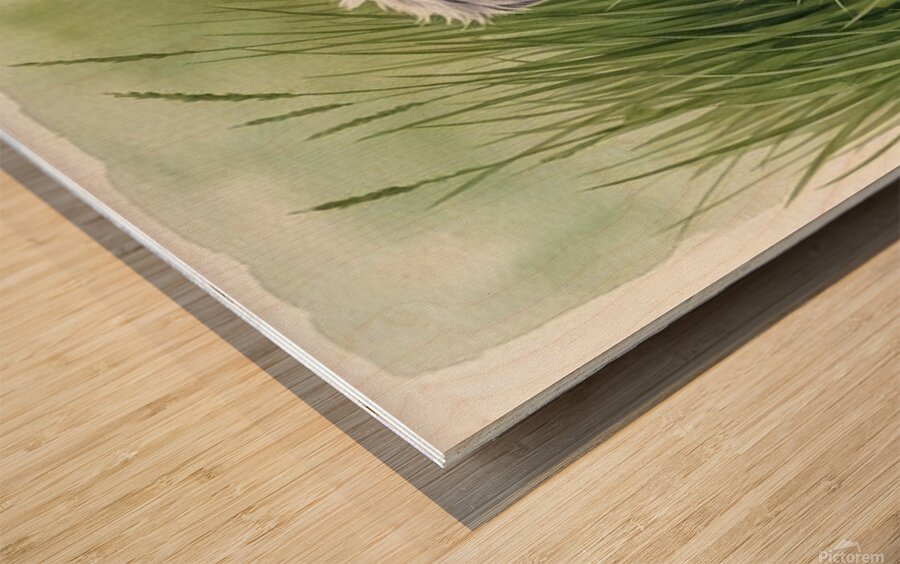 Blue Merle Australian Shepherd Puppy Searches Through Tall Grass Wood print