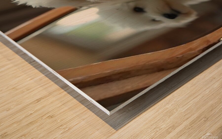 Thoughtful Bichon Frise Puppy Contemplates Its Mirror Reflection Wood print