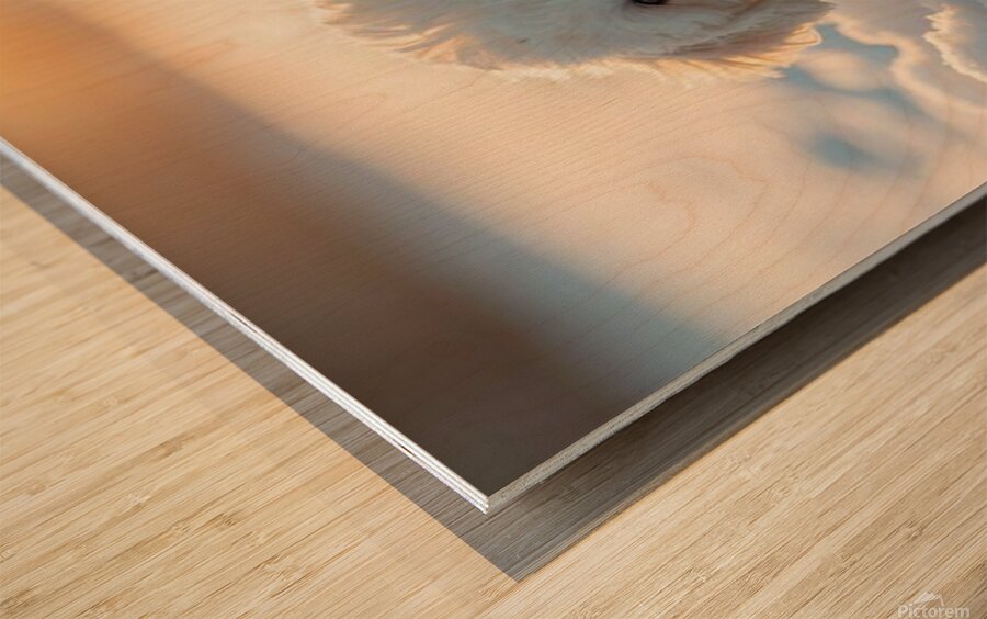 Content White Bichon Frise Puppy Resting After Snow Play Session Wood print