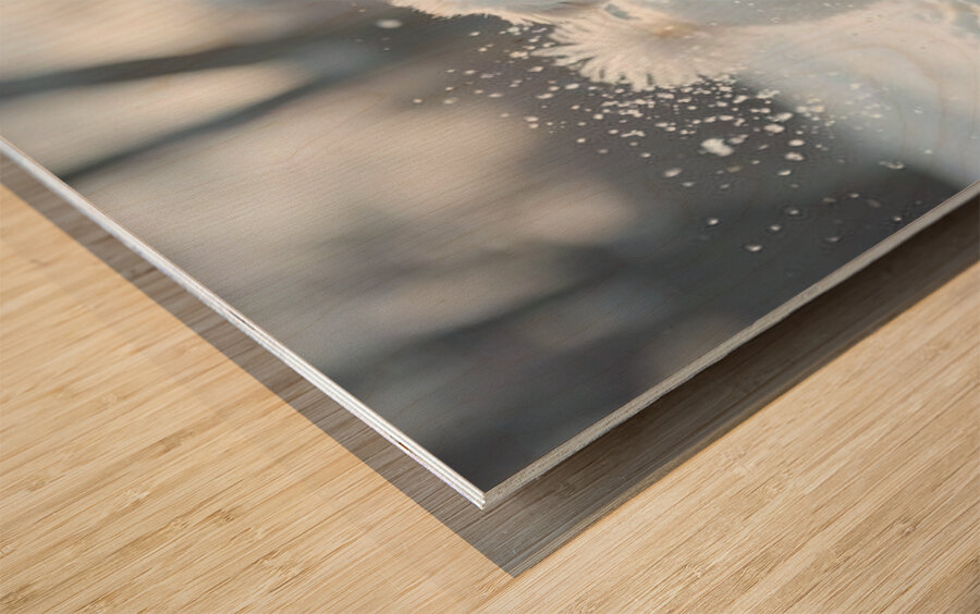 White Bichon Frise Puppy Discovers Fresh Snow In Winter Yard Wood print