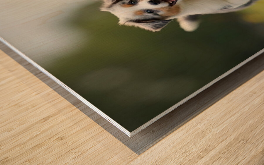 Blue Merle Australian Shepherd Puppies Playing Together In Tall Grass Wood print