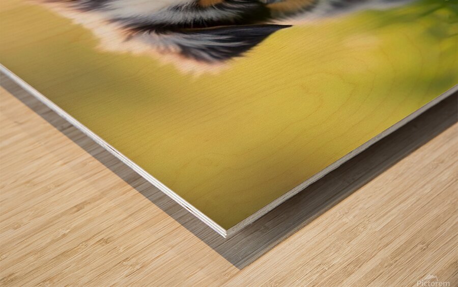 Blue Merle Australian Shepherd Puppy Ready To Play Hide And Seek Wood print