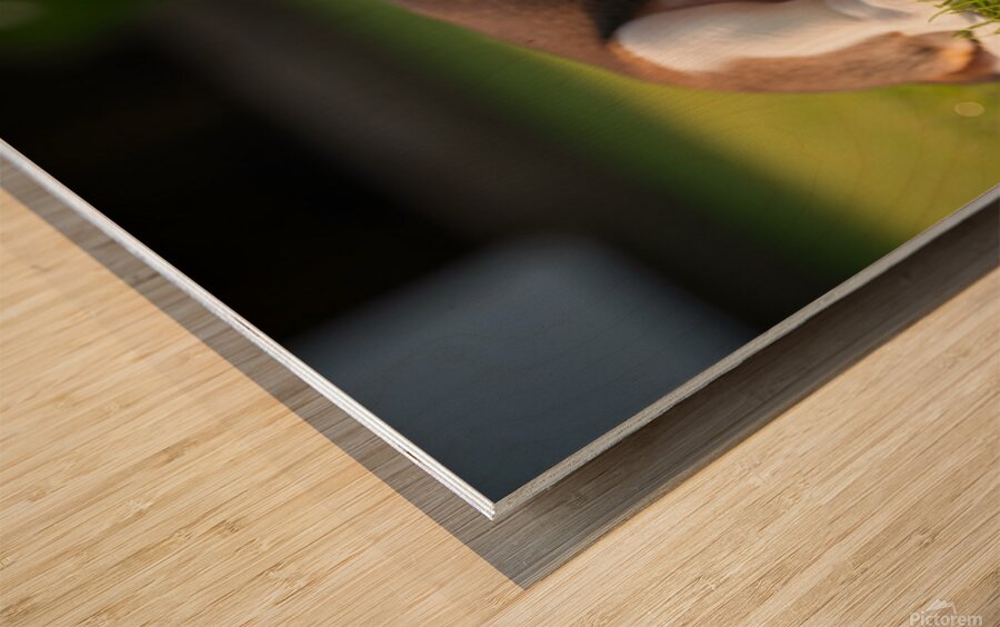 Beagle Puppy Peacefully Sleeping In Sunny Garden Wood print