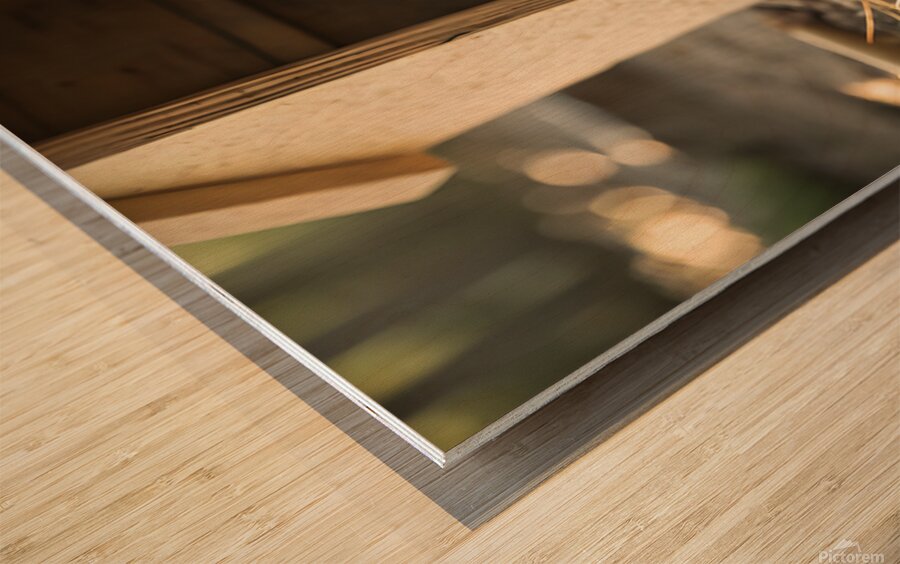 Pug Puppy Settles Comfortably With Sleeping Friends Wood print