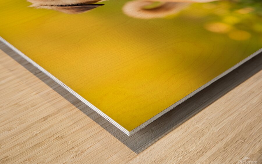 Pug Puppy Successfully Completes Stay Command Wood print