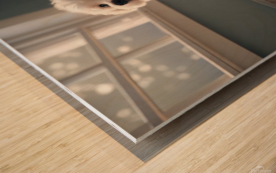 Hopeful Bichon Frise Puppy Waiting For Treats Wood print