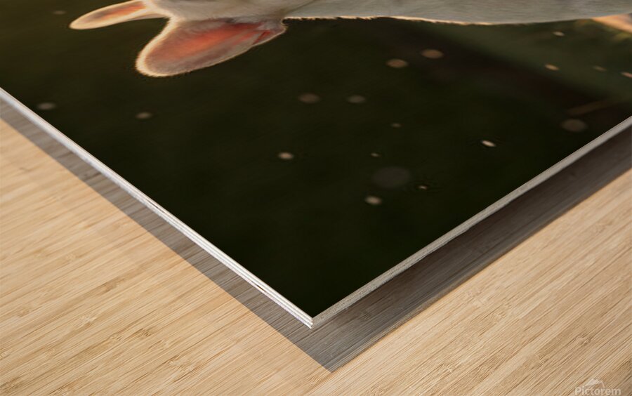 Clean And Fluffy French Bulldog Puppy In Sunlight Wood print