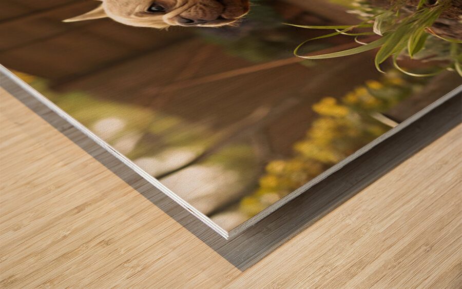 French Bulldog Puppy Discovers Muddy Garden Adventure Wood print