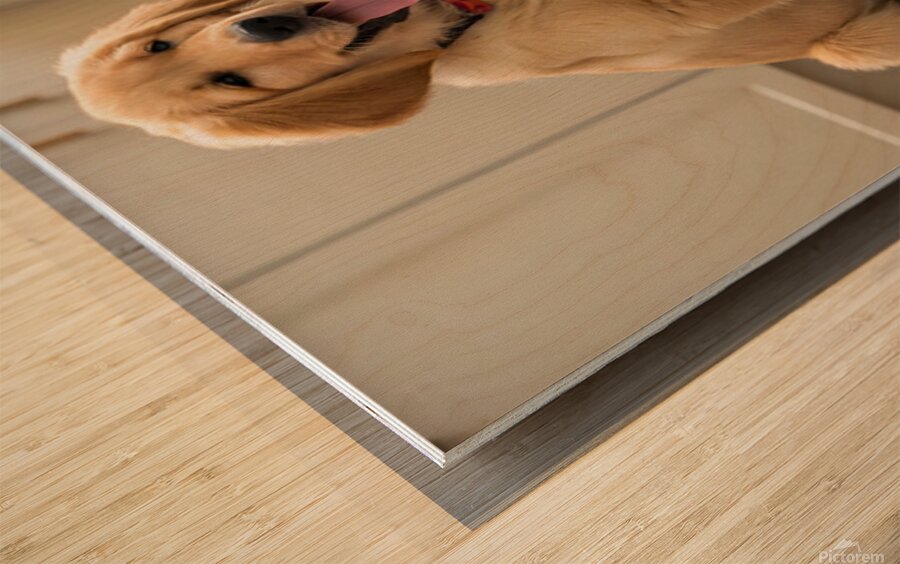 Satisfied Golden Retriever Puppy After Finishing Meal Wood print