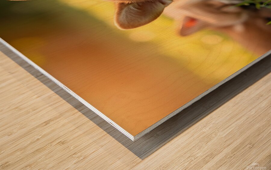 Tired Pembroke Welsh Corgi Puppy Resting After Playing With Siblings Wood print