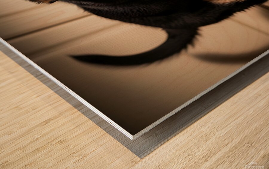 German Shepherd Puppy Ready For Breakfast Time Wood print