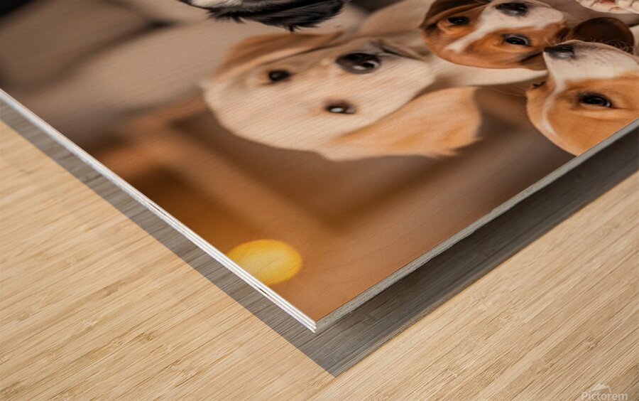 Border Collie Puppy Discovers Exciting Toy Box Wood print