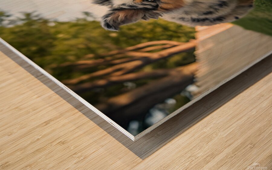 Australian Shepherd Puppy Gets The Zoomies In Backyard Wood print