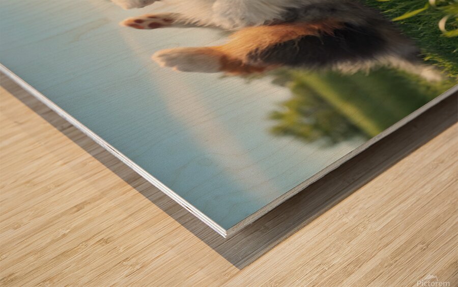 Happy Australian Shepherd Puppy Rolls On Grass Wood print