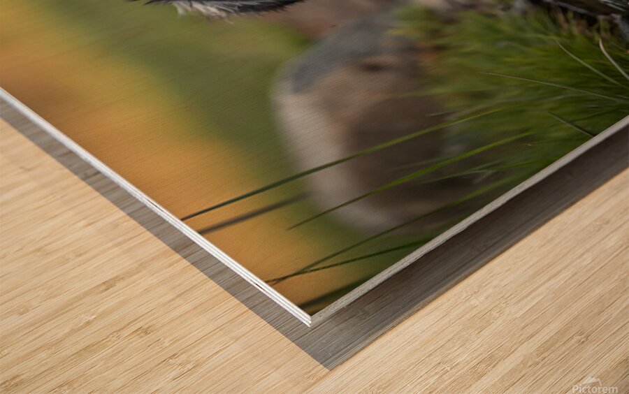 Australian Shepherd Puppy Emerges From Pond Water Wood print