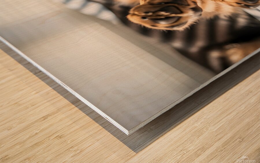 German Shepherd Puppy Waking Up From Nap Wood print