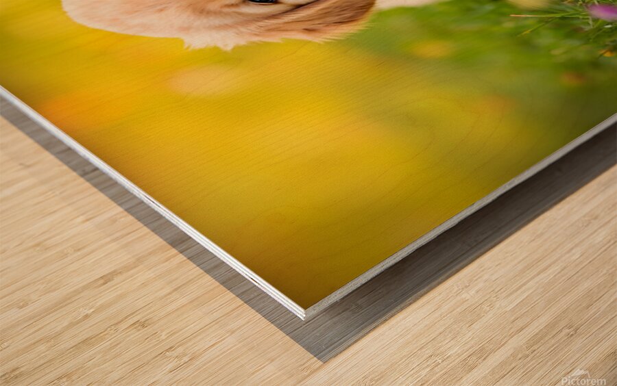 Golden Puppy Discovers The Perfect Stretch Position Wood print