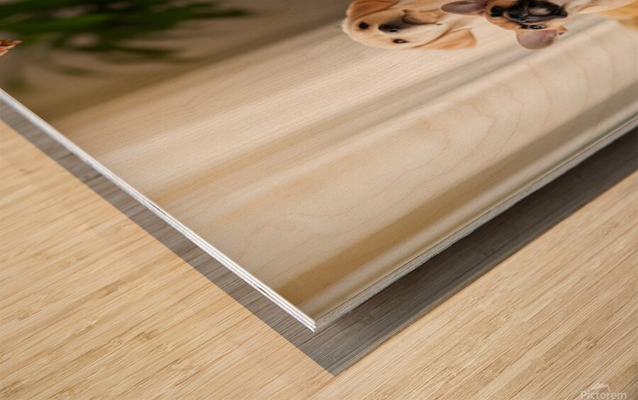 Shih Tzu Puppy Spots Delicious Treats Above Wood print