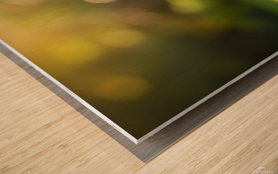 Proud Puppy Successfully Stands After Sploot Adventure Wood print