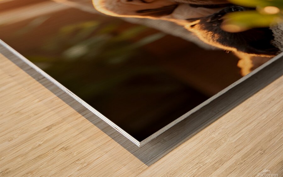 Pug Puppy Dreams In Sunny Spot Wood print