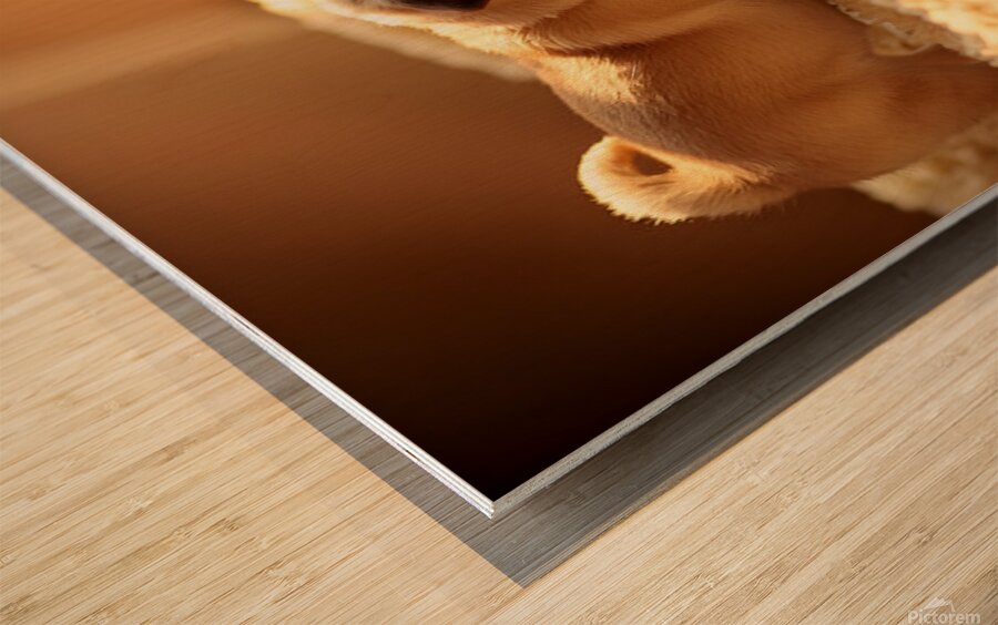 Pug Puppy Gently Wakes Sleeping Friend Wood print