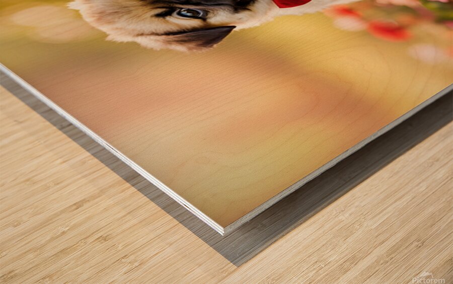 Pug Puppy Gets Ready For Special Day Wood print