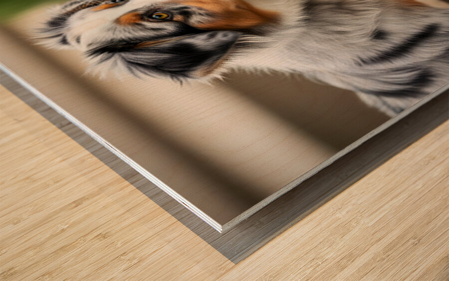 Australian Shepherd Puppy Discovers The Garden Bed Wood print