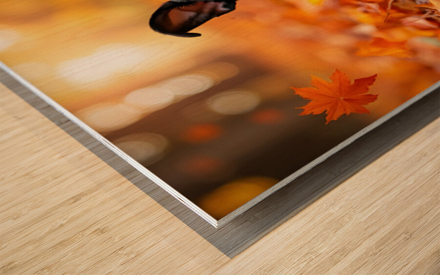 Boston Terrier Puppy Discovers Autumn Leaf Pile Wood print