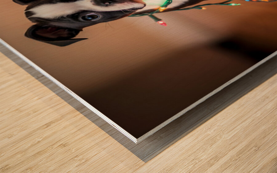Boston Terrier Puppy Discovers Sparkling Christmas Lights Wood print